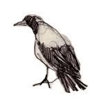 @rolfschroeter profile