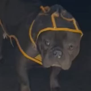 @sam1thebruv profile